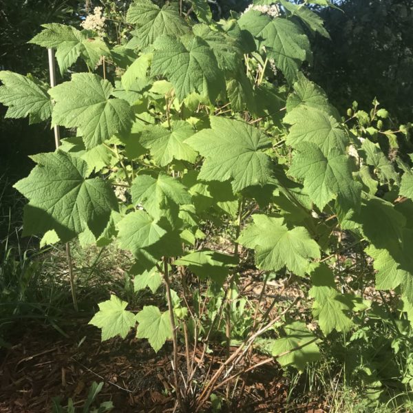 thimbleberry