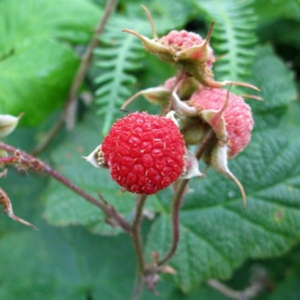 thimbleberry berries