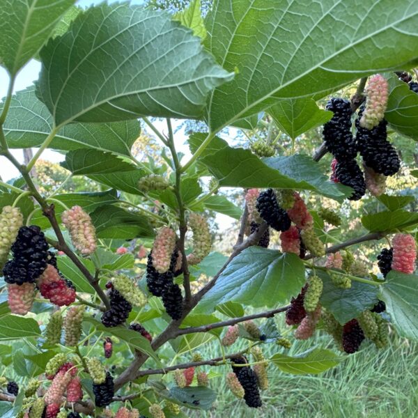 Mulberry tree with mulberries