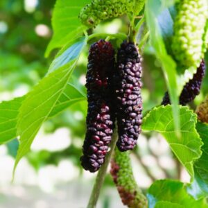 Pakistan mulberries