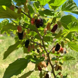 Mulberry Trees